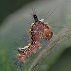 3. Raupe in der Häutungsruhe findet Halt an fast unsichtbaren Fäden ...