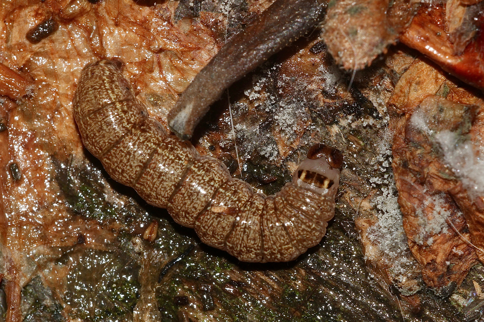 (3) Raupen der Schwarzgefleckten Wintereule = Feldholz-Wintereule (Conistra rubiginosa))