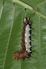 (3) Raupen und eine Puppe des C-Falters (Polygonia c-album)