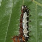 (3) Raupen und eine Puppe des C-Falters (Polygonia c-album)