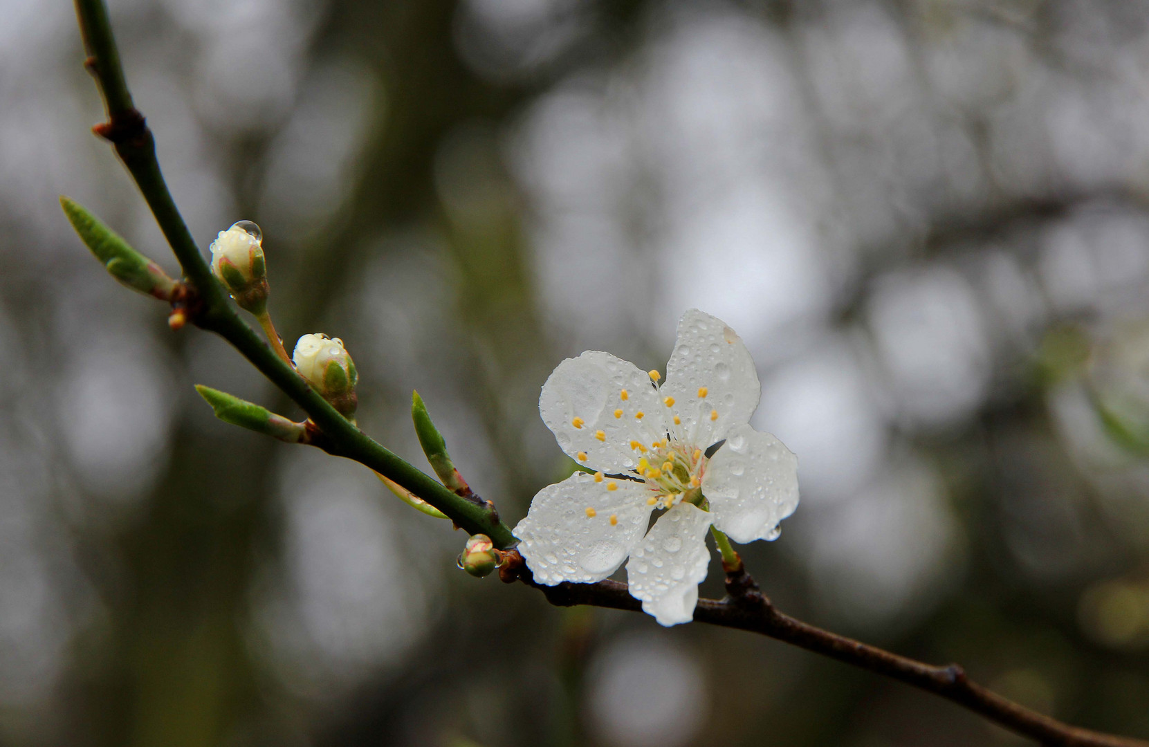 3. Regenbild