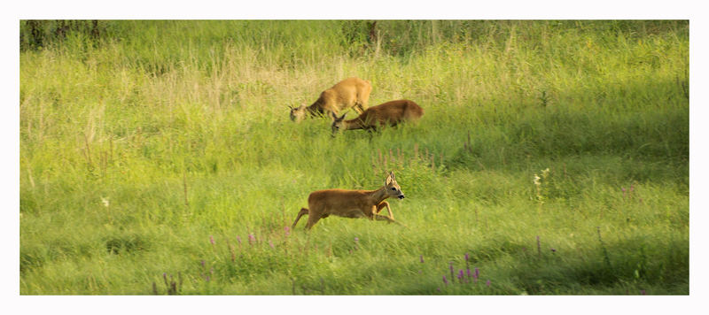 3 Rehe auf der Wiese