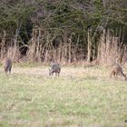 3 Rehe beim Grasen