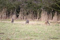 3 Rehe beim Grasen