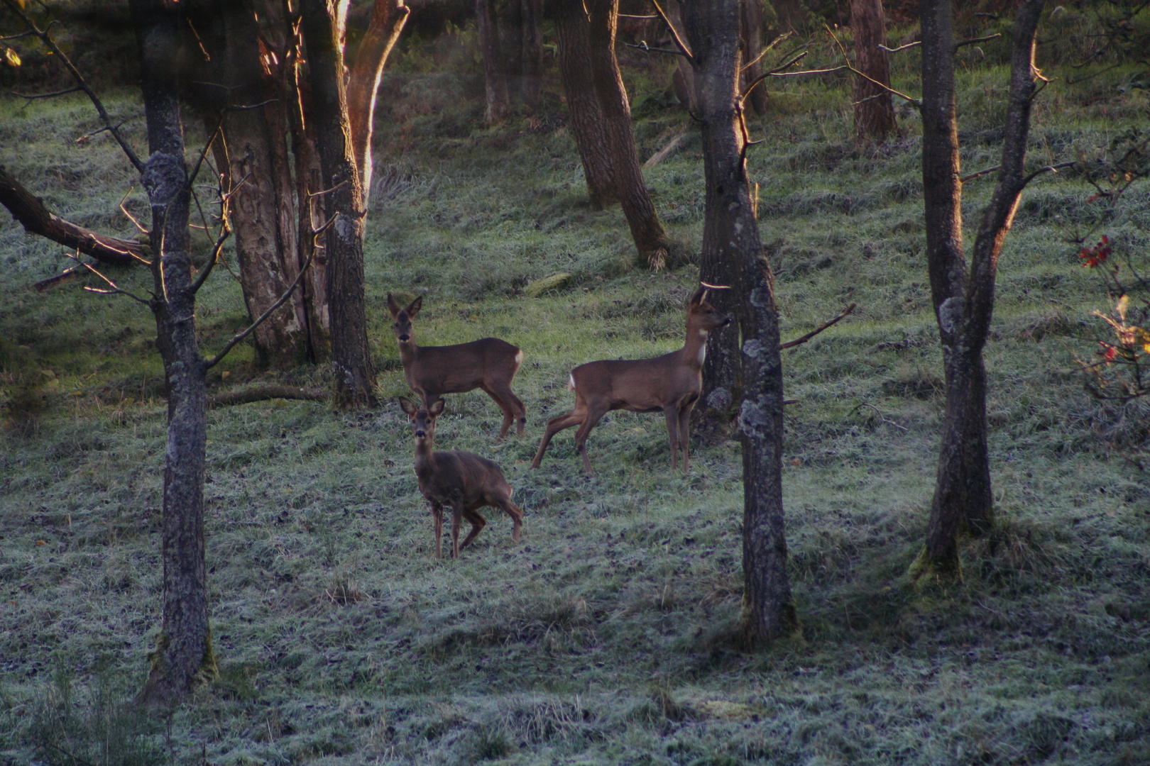 3 Rehe nach kräftigem Bodenfrost