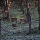 3 Rehe nach kräftigem Bodenfrost