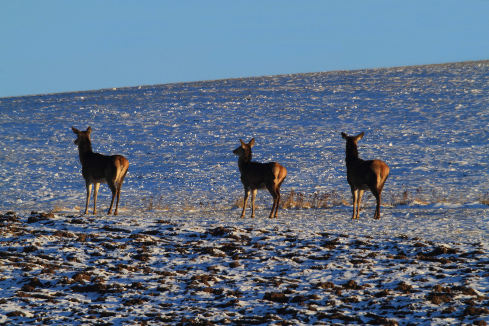 3 Rehe sind sich bei - 15 Grad am sonnen