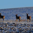 3 Rehe sind sich bei - 15 Grad am sonnen