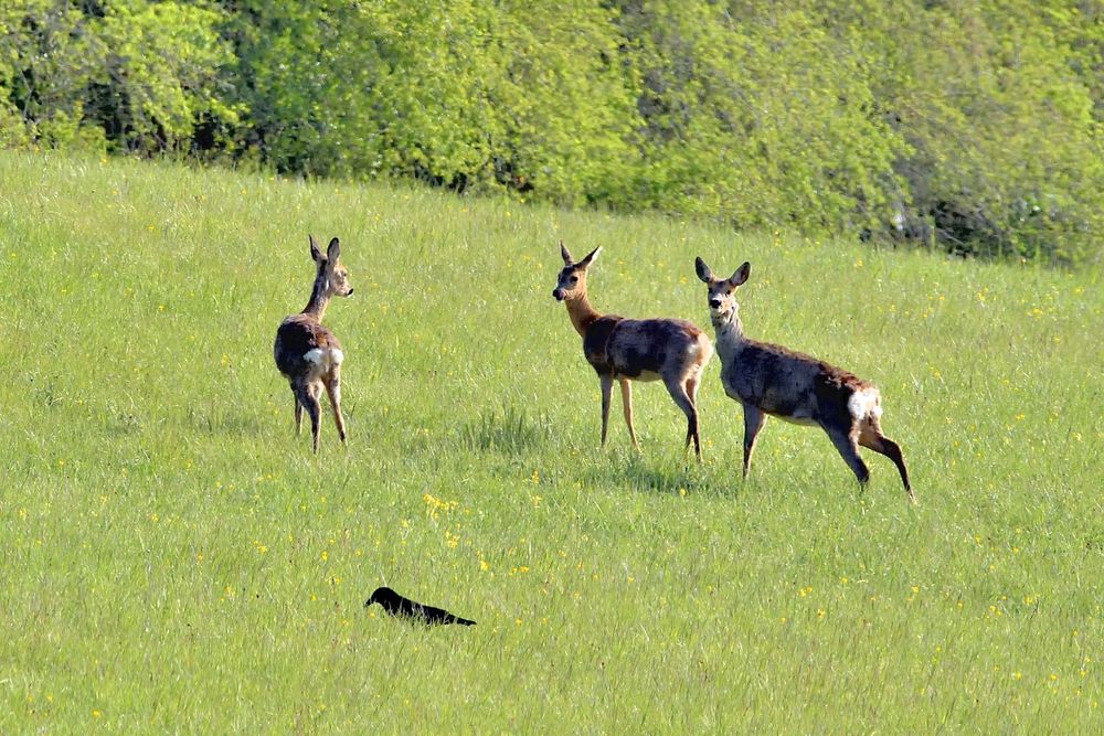 3 Rehe und 1 Rabe 