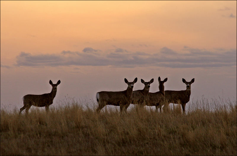 3 rehe und eins