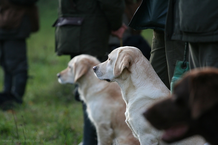 3 Retriever-Rassen...