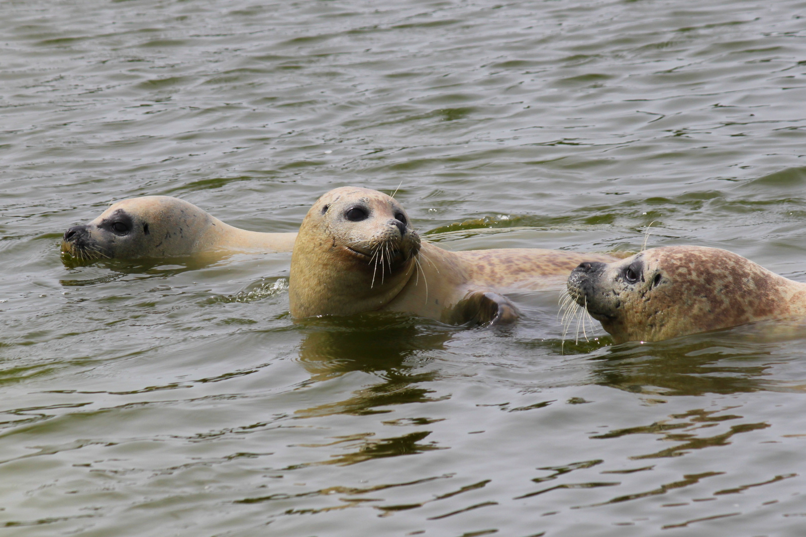 3 Robben