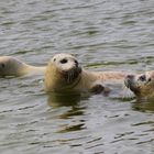 3 Robben