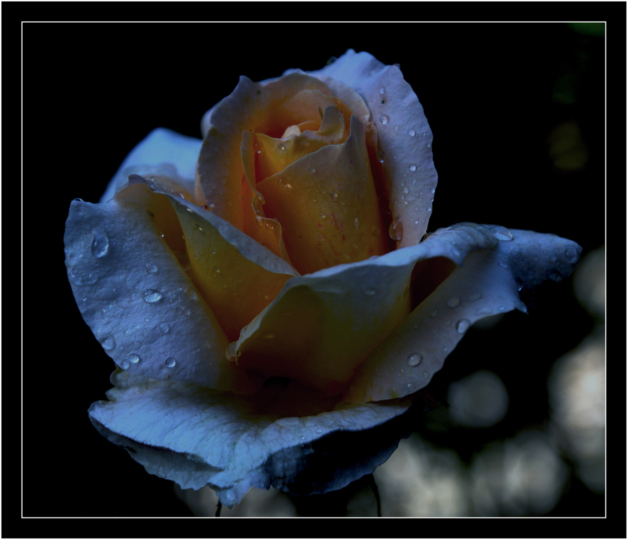 3 Rosa del mio giardino dopo la pioggia