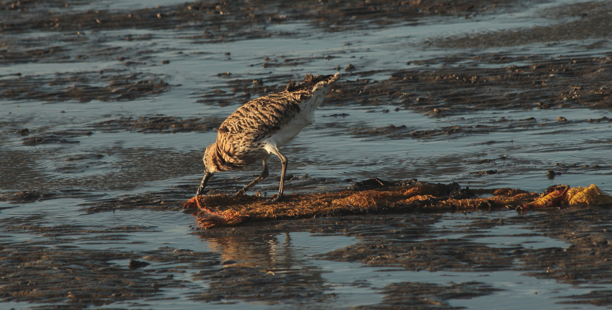 (3) Rostbrachvogel