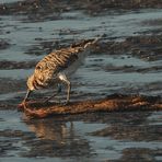 (3) Rostbrachvogel