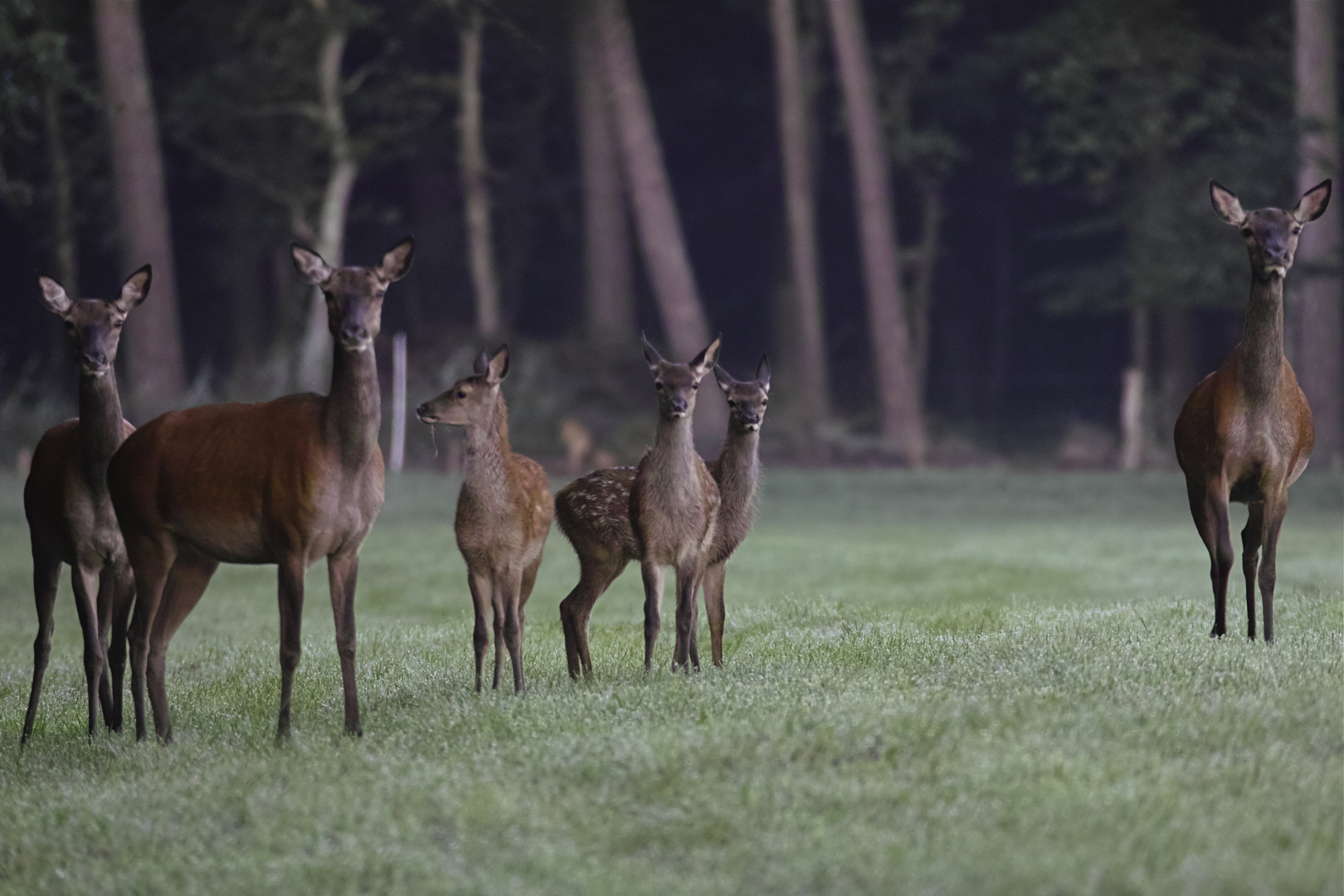 3 Rotwild Mütter mit ihren Jungen