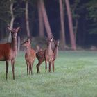 3 Rotwild Mütter mit ihren Jungen