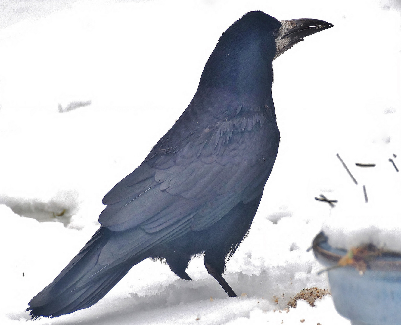 (3) Saatkrähe (Corvus frugilegus) 