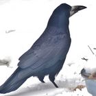 (3) Saatkrähe (Corvus frugilegus) 