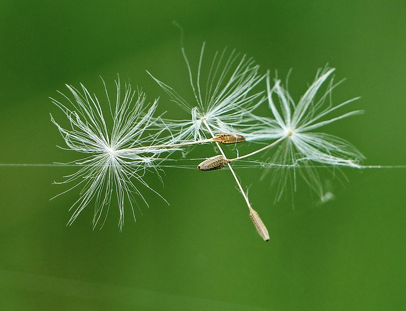 3 Samen der Pusteblume tanzten auf einem Spinnenfaden 