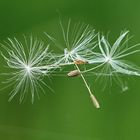 3 Samen der Pusteblume tanzten auf einem Spinnenfaden 