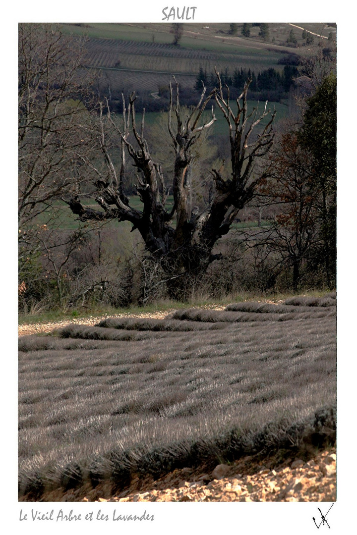 3 SAULT LE VIEIL ARBRE ET LES LAVANDES IMPRIMABLE