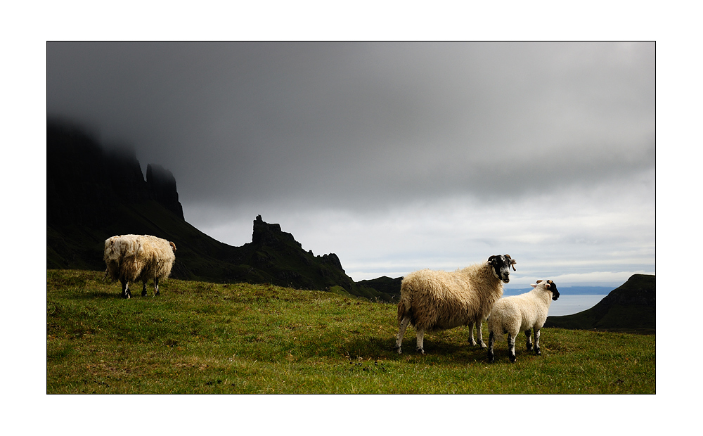 3 Schafe in Schottland