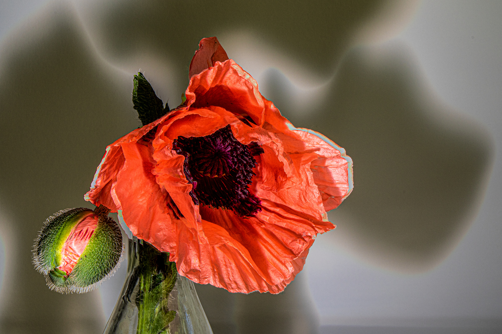 3 Schatten vom papaver orientale 