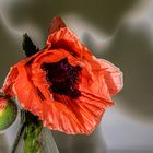 3 Schatten vom papaver orientale 