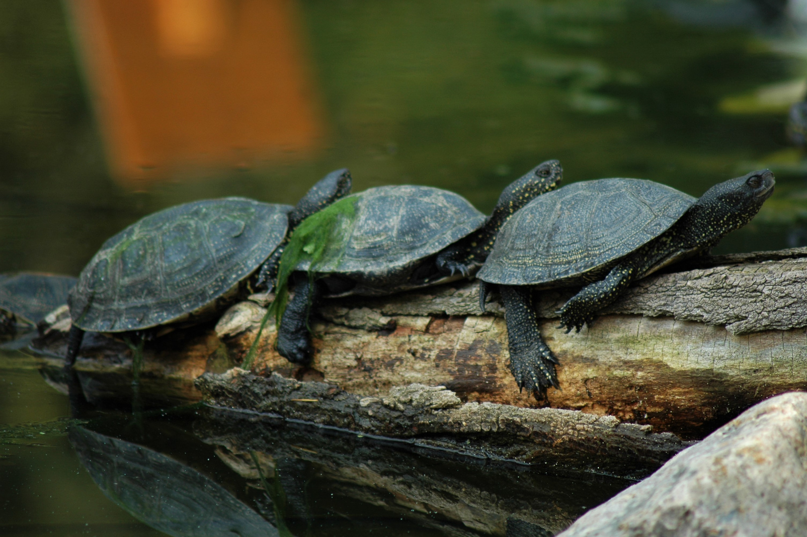 3 Schildkröten 