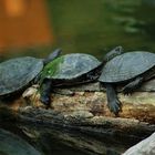 3 Schildkröten 