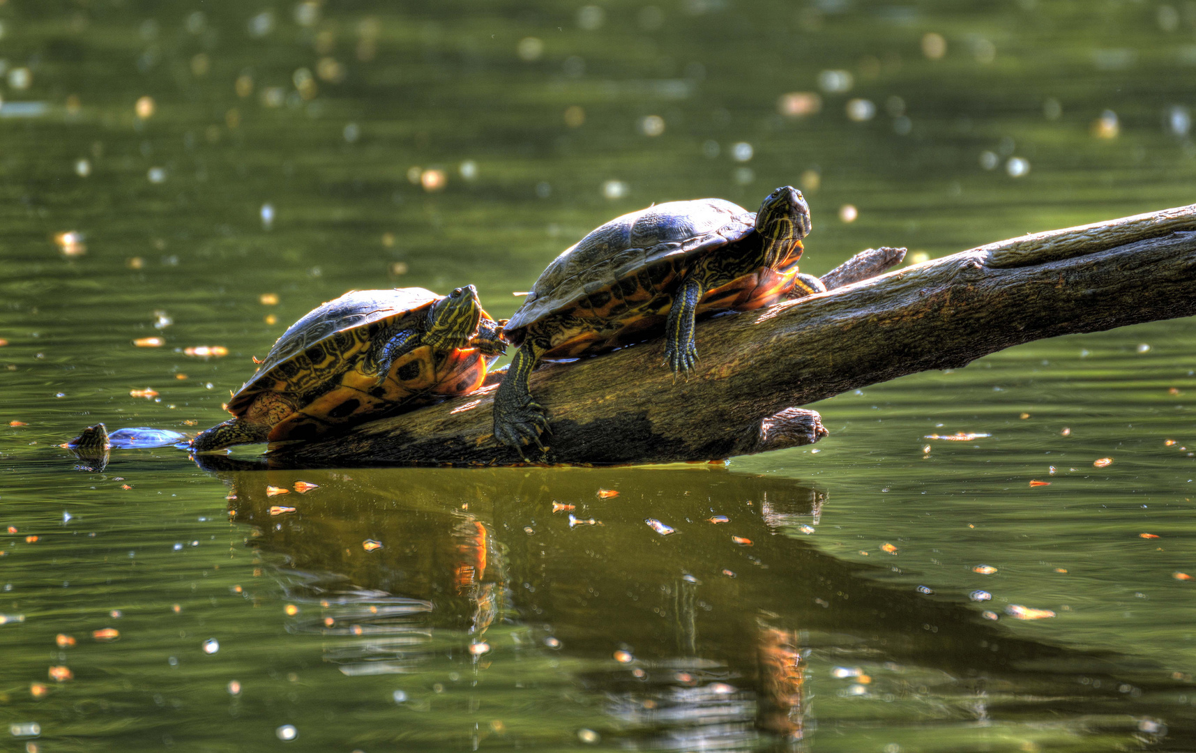 3 Schildkröten am Burbacher Waldweiher