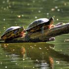 3 Schildkröten am Burbacher Waldweiher