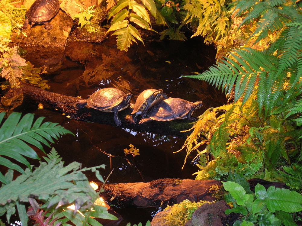 3 Schildkröten auf Flucht