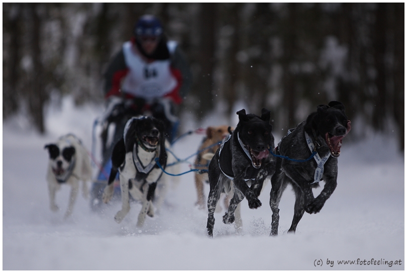 #3 Schlittenhunderennen Haidmühle