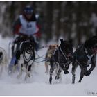 #3 Schlittenhunderennen Haidmühle