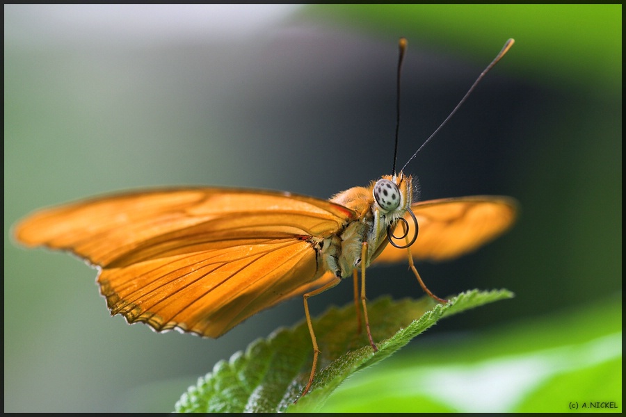 3. Schmetterling