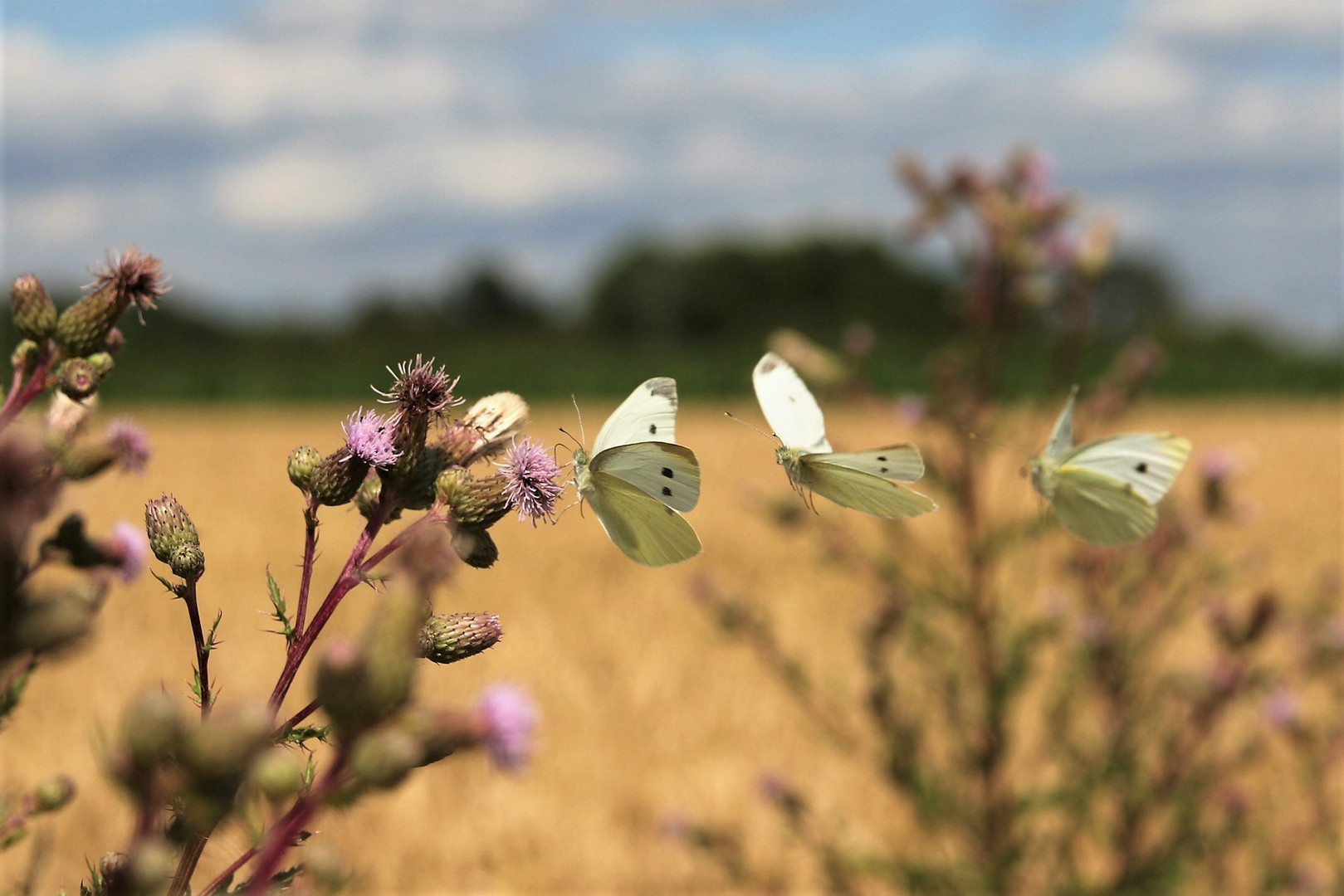 3 Schmetterlinge im Anflug auf eine Blüte - Photos by FC - Jeannette Dewald