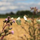 3 Schmetterlinge im Anflug auf eine Blüte - Photos by FC - Jeannette Dewald