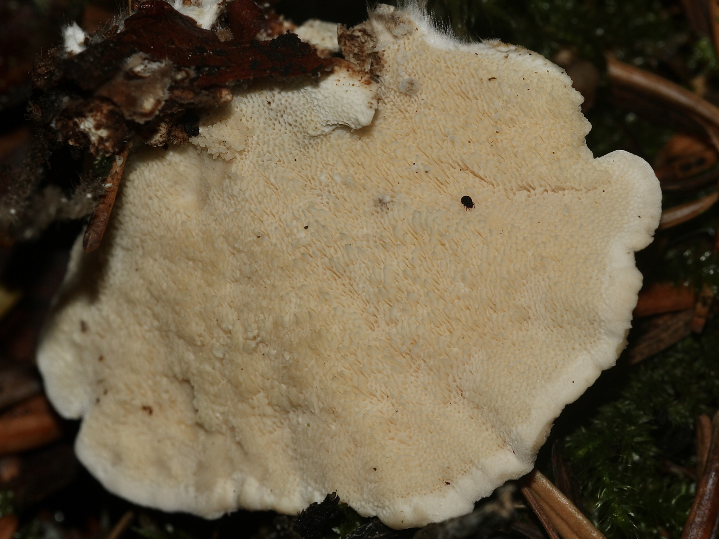 (3) Schmetterlingstramete (Trametes versicolor) und der Rotfleckige Faulholzkäfer ...