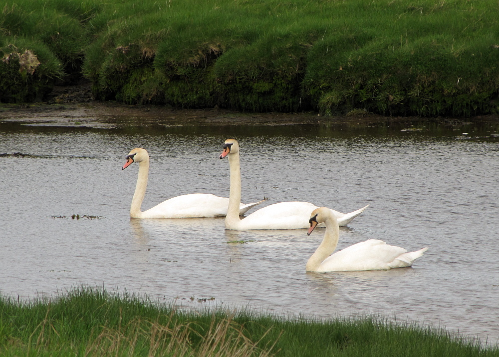 3 Schwäne bei Bowmore