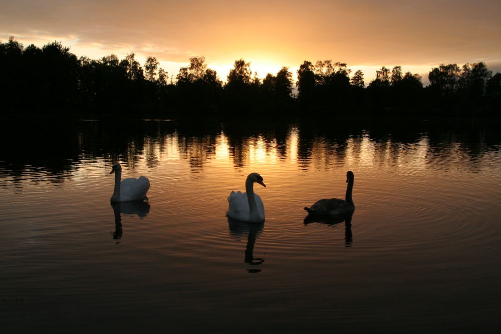 3 Schwäne im Sonnenuntergang