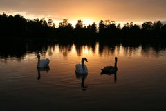 3 Schwäne im Sonnenuntergang