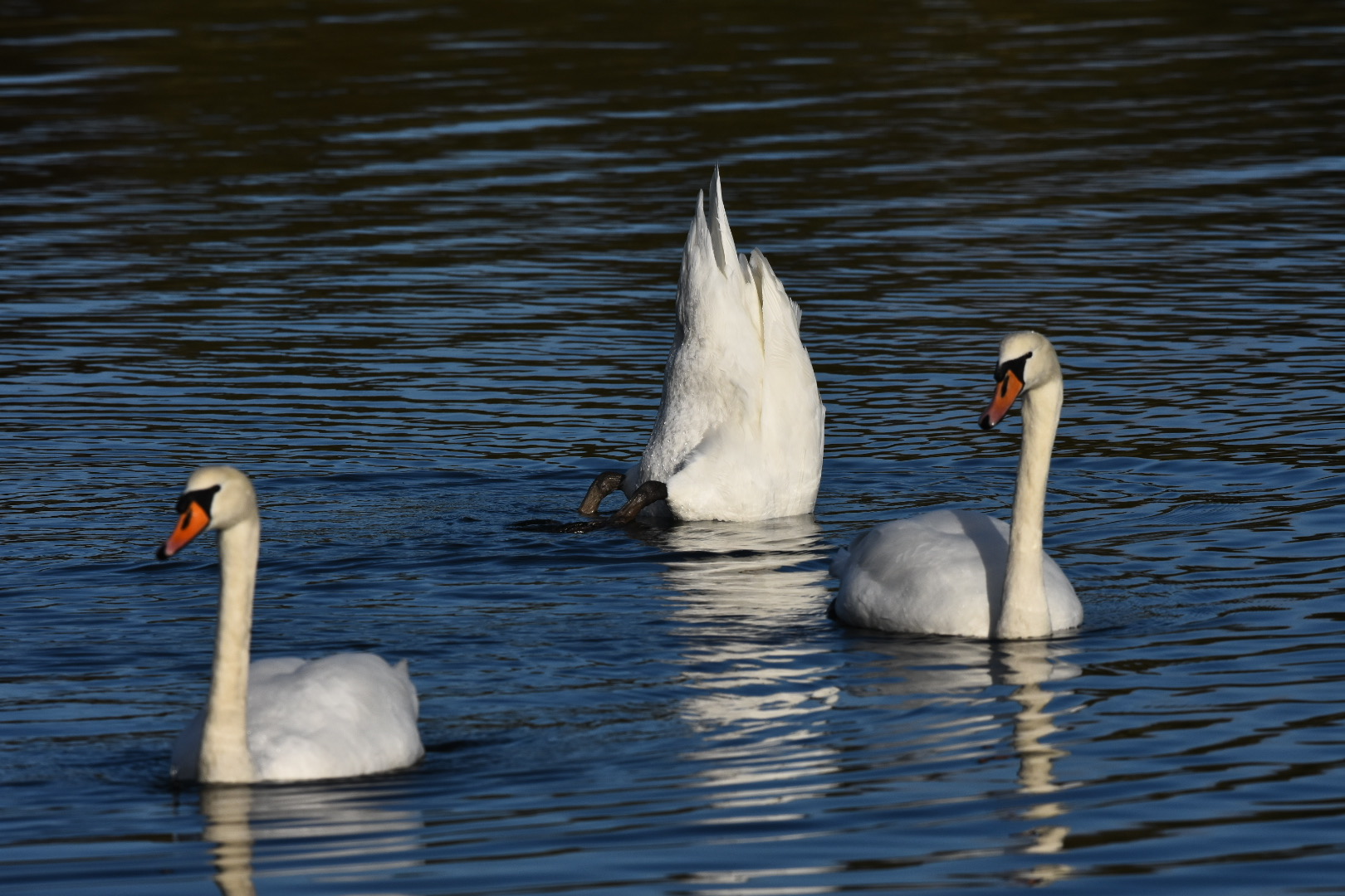 3 Schwäne in der Ostsee