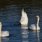 3 Schwäne in der Ostsee