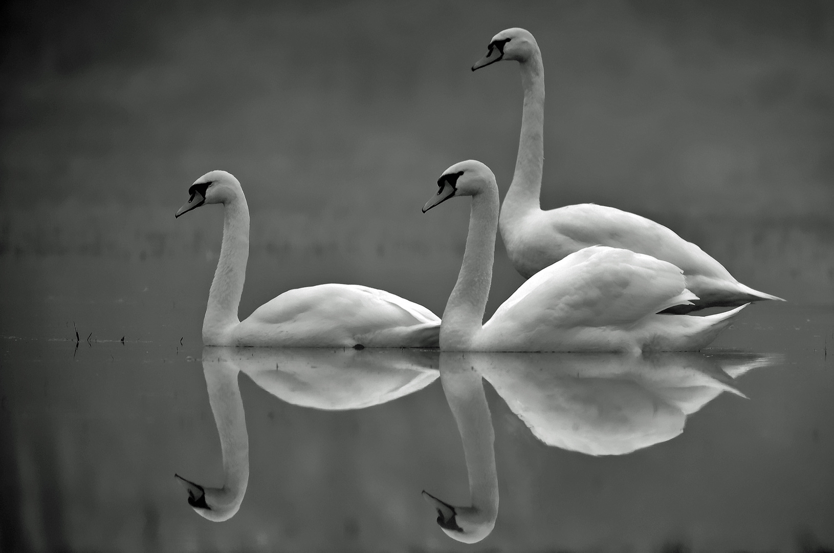 3 Schwäne Spiegelung