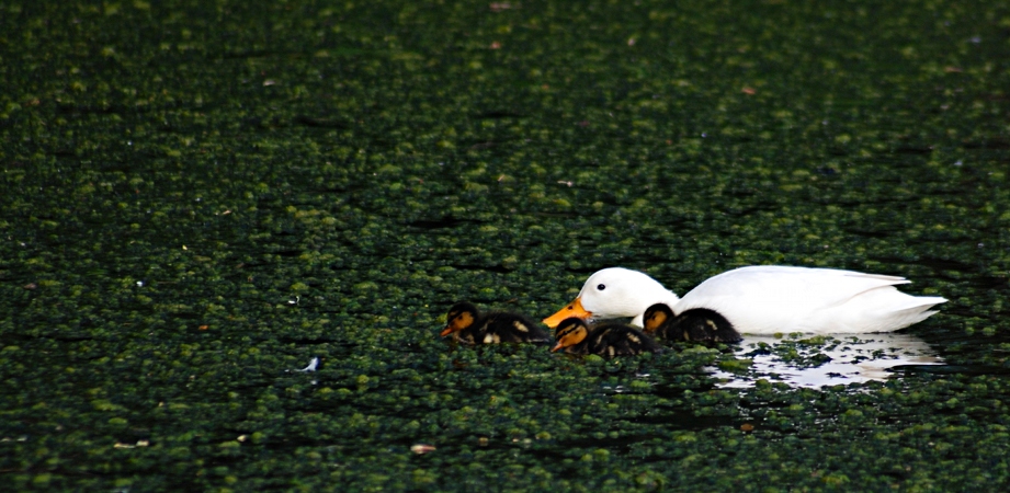 3 schwarze Schafe