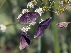 3 Schwarzspanner auf einer Blüte