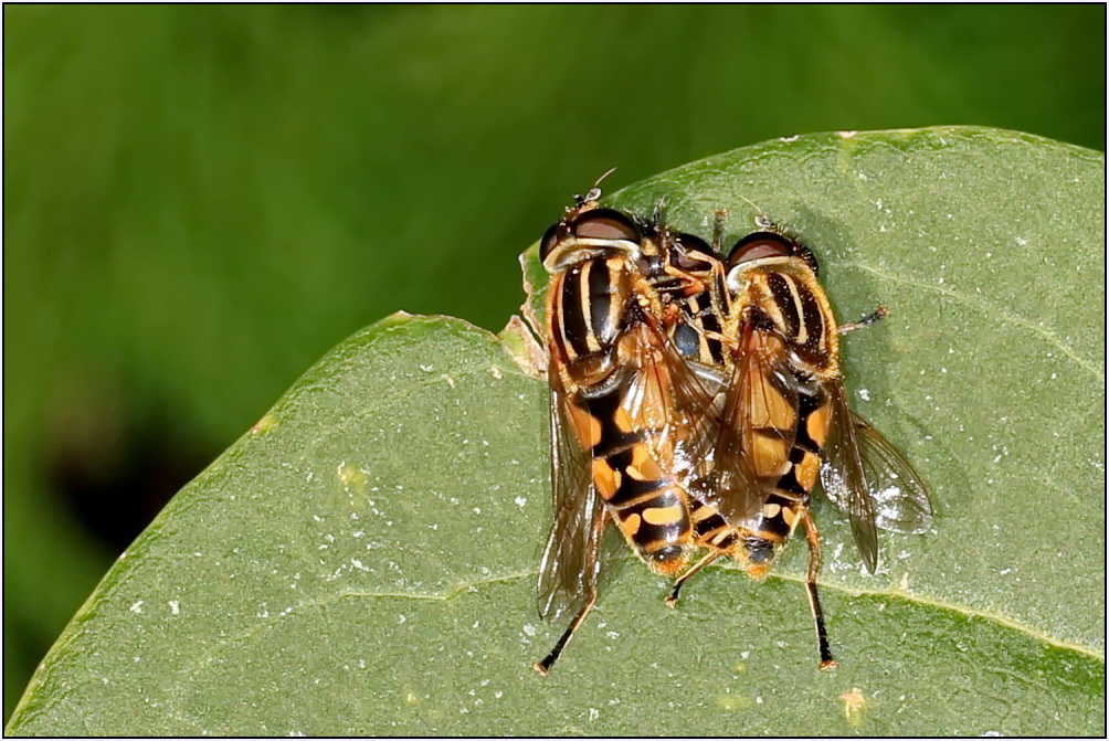 3 Schwebfliegen